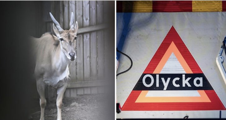 Ölands djurpark, TT, SVT, Öland